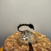 Black Beauty Midge