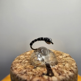 Zebra Midge (BH)